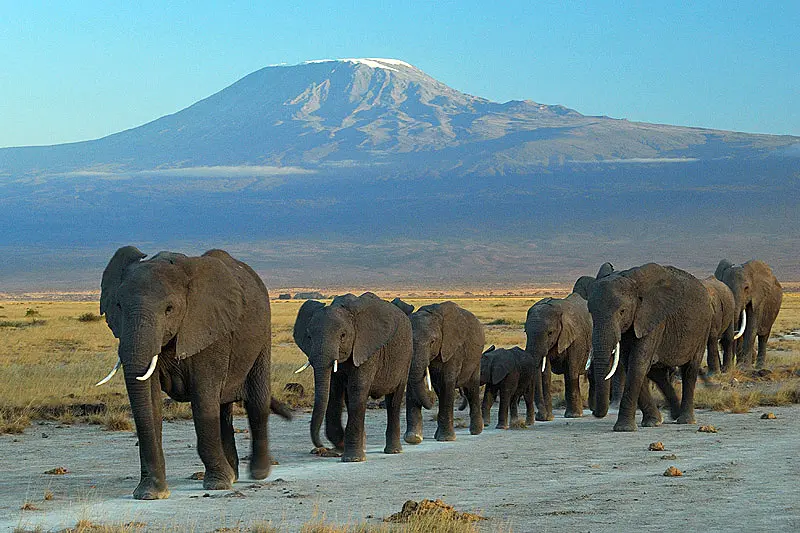 Elephant herd crossing Amboseli National Park with Mount Kilimanjaro behind